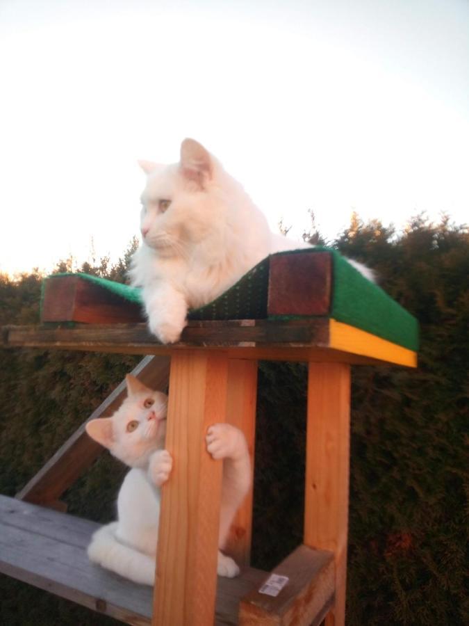 B&B Im Bitzi Zuzwil  Buitenkant foto